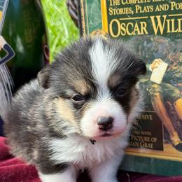 Oscar - Black and tan male Pembroke Welsh Corgi puppy in Delray Beach, Florida from Holly's Pembroke Welsh Corgis