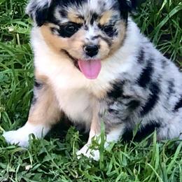 Miniature Australian Shepherd and Toy Australian Shepherd Puppies from Donna’s Toy & Mini Aussies
