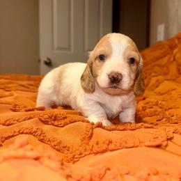 Swig - Piebald male Dachshund puppy in Hornbeck, Louisiana from A&Z Mini Dachshunds