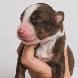 Bay AKC - Red tri-color male Australian Shepherd puppy in Polk City, Florida from Skaky Shepherds