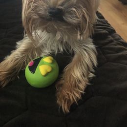 Teak - Yorkshire Terrier
