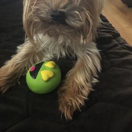 Teak - Yorkshire Terrier