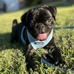 Pugs from Kansas Pugs