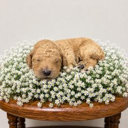 Orange - Apricot male Goldendoodle puppy in Fairmount, Georgia from Muscadine Meadows Farm