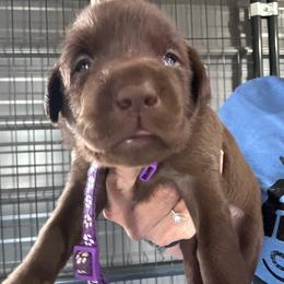 Purple - Chocolate female Labrador Retriever puppy in Newton Grove, North Carolina from Wayalife Labradors & Gsp’s