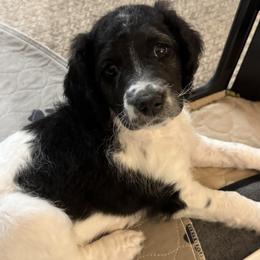 Girl 2 - female Goldendoodle puppy in El Cajon, California from Pacific Coast Goldendoodles
