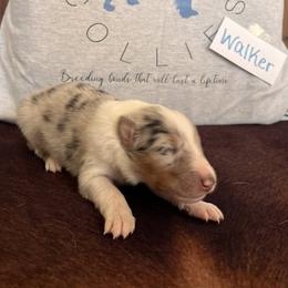 Collie Puppies from A/K Rough Collies
