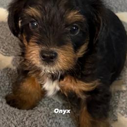 Onyx - Black and tan male Yorkipoo puppy in Jacksonville, Florida from Purple Passion LLC
