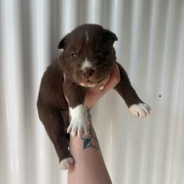 Red - Red and white male Siberian Husky puppy in Jonesborough, Tennessee from Dry Creek Siberians