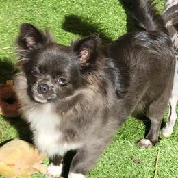 Molly - Chihuahua