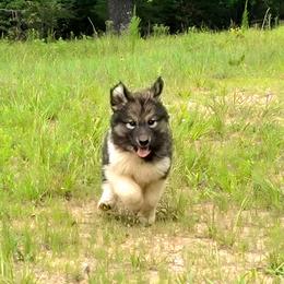 Nvnih Waiya (Sacred Origin) - female Native American Indian Dog puppy in Green Creek, North Carolina from Corn Moon Medicine Dogs