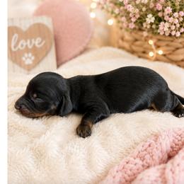 Boy 4 - Chocolate and tan male Dachshund puppy in Michigan from Amberly's Dachshunds