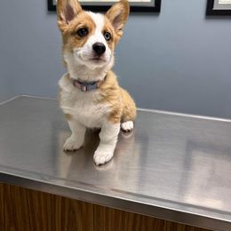 Pembroke Welsh Corgi Puppies from Loves Classic Corgis