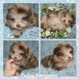 Roo - Chocolate merle male Pomeranian puppy in Anna, Texas from Fantasy Pomeranians & Fantasy Aussies