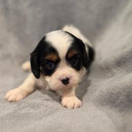 Freddy - Tri-color male Cavalier King Charles Spaniel puppy in Romeoville, Illinois from KonopkaKennelsLLC