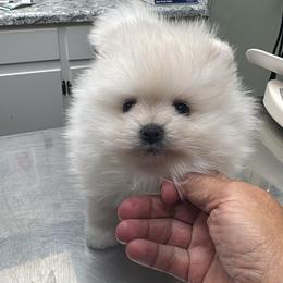 Girl 2 Twinkle Twinkle Little Star - White female Pomeranian puppy in Cullman, Alabama from Dixie Darlings Pomeranians