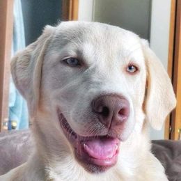 Labrador Retriever All Grown Up from Danette Nowicki