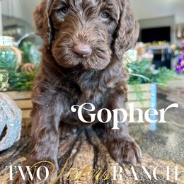Gopher - male Newfypoo puppy in Jackson, Missouri from Two Sisters Ranch, LLC