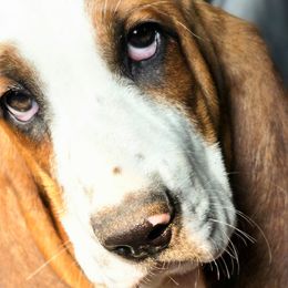 Basset Hounds and Dachshunds from Golden Acres Dachshunds and Bassets