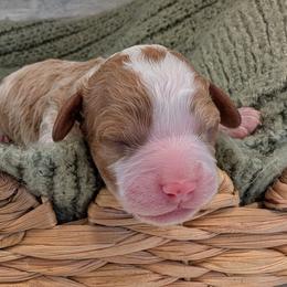 Boy 2 - Blenheim male Cavapoo puppy in Mapleton, Illinois from Gardner Lane Puppies