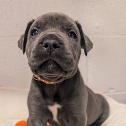 Orange collar - Gray female Cane Corso puppy in Va Beach, Virginia from Guardian Corso's