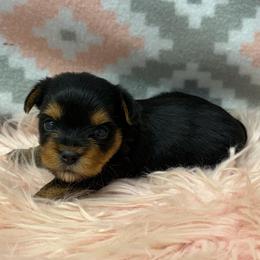 Lucy - Blue and gold female Yorkshire Terrier puppy in Monticello, Iowa from Ashley’s Puppies