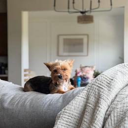 Yorkshire Terrier puppies from Elaine’s Yorkies