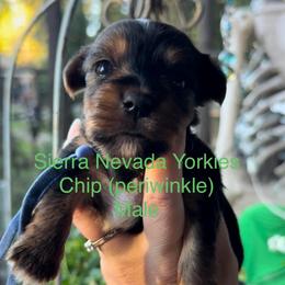 Chip (Periwinkle) - Black and tan male Yorkshire Terrier puppy in South Lake Tahoe, California from Sierra Nevada Yorkies