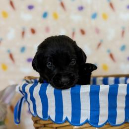 Ms. Purple - Black female Labrador Retriever puppy in Overton, Nevada from Sinfully Sweet Kennel