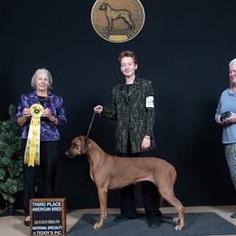 Rhodesian Ridgeback puppies from DragonRidge