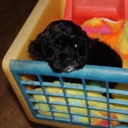Rex - Black male Cocker Spaniel puppy in Hickory, North Carolina from Homegrown Spaniels