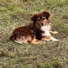 Toy Australian Shepherd puppies from Maple Creek Run