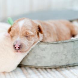 Girl green - Apricot female Goldendoodle puppy in Lumberton, Mississippi from SouthernDoodlebug/ Utah Doodlebug