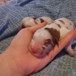 Girl 1 - Red merle female Australian Shepherd puppy in Sultan, Washington from Van Huitt Australian Shepherds