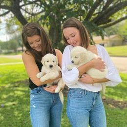 Golden Retriever Puppies from Golden Dust Retrievers