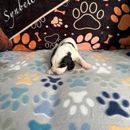 Green collar - Black white and tan male Basset Hound puppy in Dutton, Alabama from Synbella's Charming Basset's