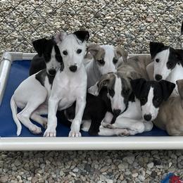 Whippets from Kamada Whippets