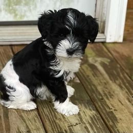 Miniature Schnauzer Puppies from Bar Diamond
