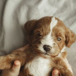 Cocoa bear - Red Cavapoo puppy in Moses Lake, Washington from The Cav Family