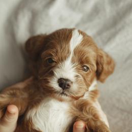 Cocoa bear - Red Cavapoo puppy in Moses Lake, Washington from The Cav Family