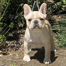 Dachshunds and French Bulldogs from ByDezyne