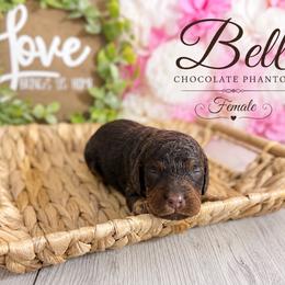 Bell - Chocolate female Australian Labradoodle puppy in Taylor, Michigan from Mi Best Doodle Ever, LLC