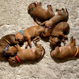 Boy 4 - male Rhodesian Ridgeback puppy in Chico, California from Keefer Ridge Rhodesian Ridgebacks