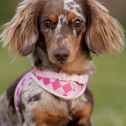 Dachshunds from Shutt Pup's