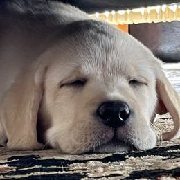 Labrador Retriever Puppies from Willow Ridge Labradors