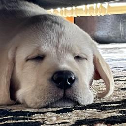 Labrador Retriever Puppies from Willow Ridge Labradors