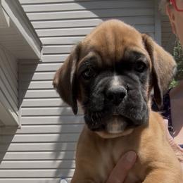 Rusty - Fawn male Boxer puppy in Taft, Tennessee from Hillbillie Boxers