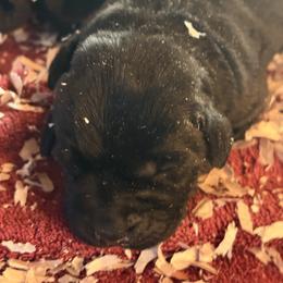 Girl 1 - Black female Labrador Retriever puppy in Davenport, New York from New England Premier English Labradors