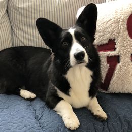 Jewelz - Cardigan Welsh Corgi