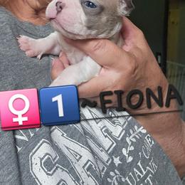 Fiona  Girl 1.(1st born) - Blue female Boston Terrier puppy in Versailles, Indiana from Benhams Bostons